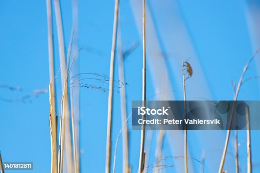 istock Bug an a reed 1401812811