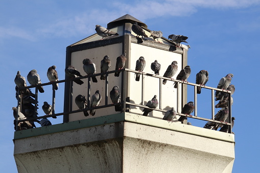 Pigeons congregate on top tower , perch