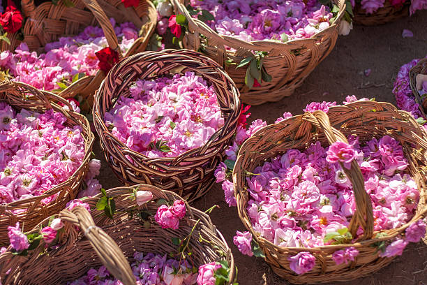bulgarian pink rose - bulgaristan stok fotoğraflar ve resimler