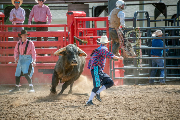 Bull chases cowboy rodeo clown stock photo