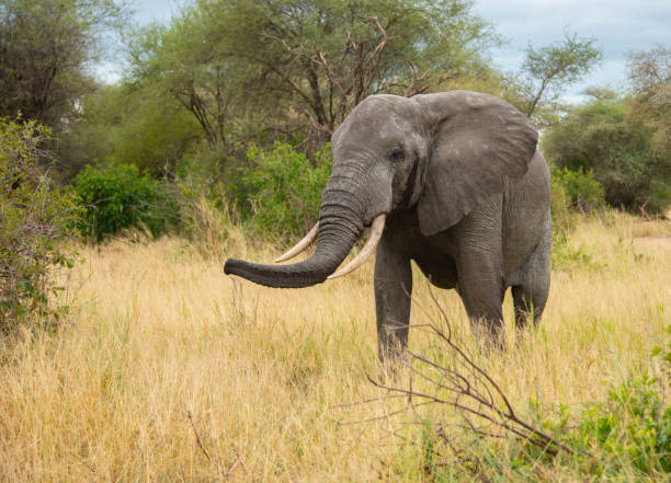 Bull elephant roaming the grassy African savannah in Tanzania, Africa stock photo