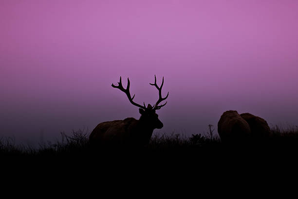 Bull Elk and Two Cows This rare Tule Bull Elk (Cervus canadensis nannodes) is silhouetted on a hillside near Tomales Point in Point Reyes National Seashore, California, USA. jeff goulden deer stock pictures, royalty-free photos & images