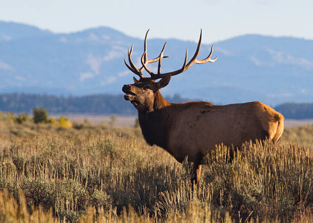 Bull Elk Bugling II stock photo
