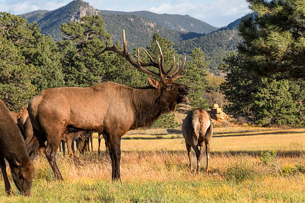 Bull Elk Bugling stock photo