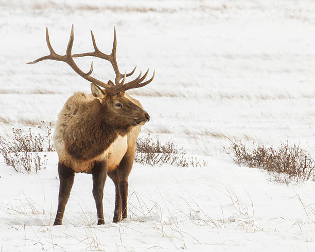 Bull elk in the snow stock photo