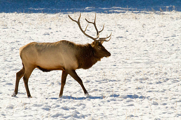 Bull Elk in Winter II stock photo