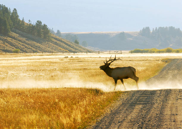 Bull Elk on the Run stock photo