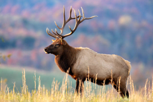 Peaceful Elk moment in Nature
