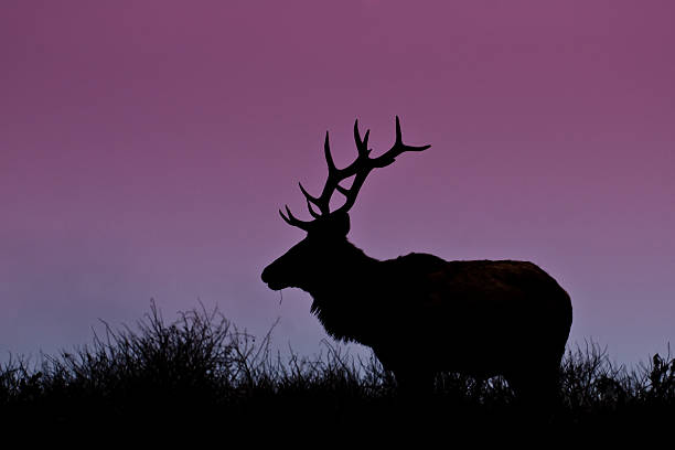 Bull Elk Silhouetted on a Hill This rare Tule Bull Elk (Cervus canadensis nannodes) is silhouetted on a hillside near Tomales Point in Point Reyes National Seashore, California, USA. jeff goulden deer stock pictures, royalty-free photos & images