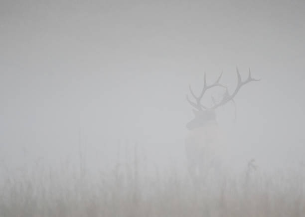 Photo of Bull Elk Stands at Attention in Thick Fog