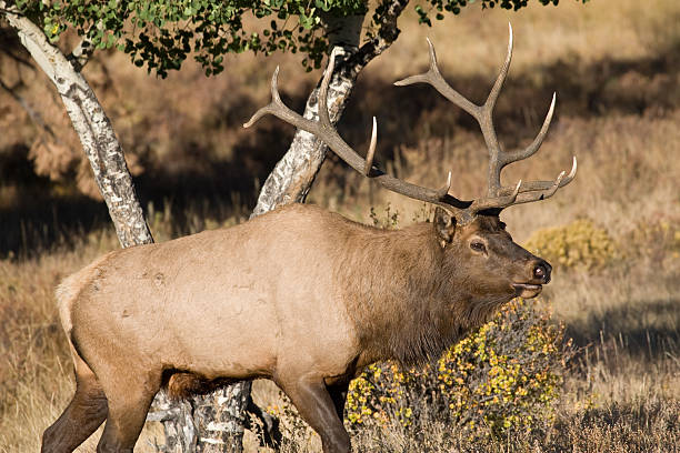 Bull Elk With a Large Antler Rack in the Sunshine stock photo