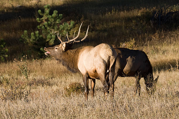 Bull Elk with Large Rack of Antlers and Doe Elk stock photo