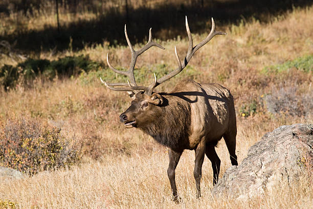Bull Elk With Large Rack of Antlers stock photo