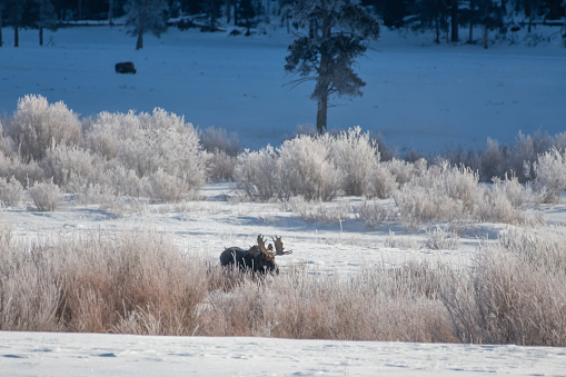 Bull moose eating willows in Lamar Valley in January. This is round prairie in eastern Lamar Valley in Yellowstone National Park. Nearest towns are Gardiner, Montana and Cooke City, Montana. Closest major city is Bozeman, Montana.