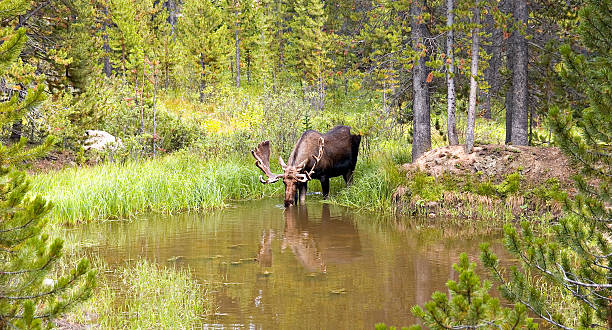 Bull Moose (Alces) Drinking From A Mountain Pond stock photo