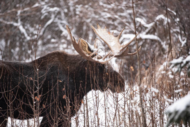 Bull Moose in Alberta, Peeking Out stock photo