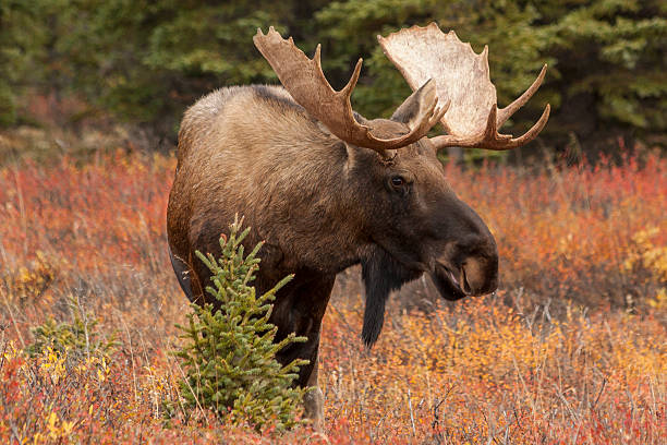 Bull moose in Denali National Park, Alaska.  rutting stock pictures, royalty-free photos & images
