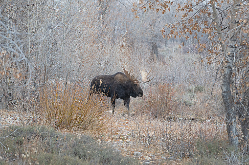 Large bull moose walking through forest in the Tetons