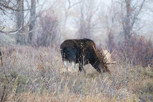 Large bull moose walking through forest in the Tetons