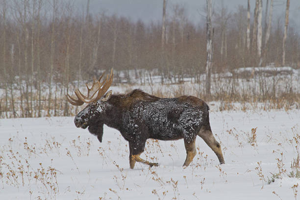 Bull Moose in Snow III stock photo