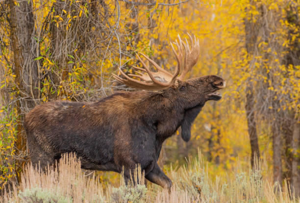 Bull Moose in the Autumn Rut stock photo