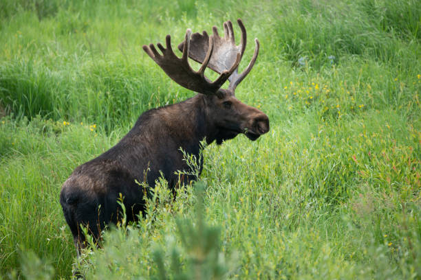 Bull moose with large antlers walking through green meadow stock photo