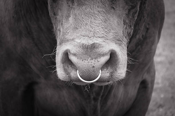 Bull Nose Ring Stock Photos, Pictures & RoyaltyFree Images iStock