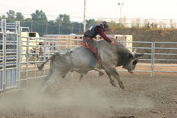 Bull Rider stock photo