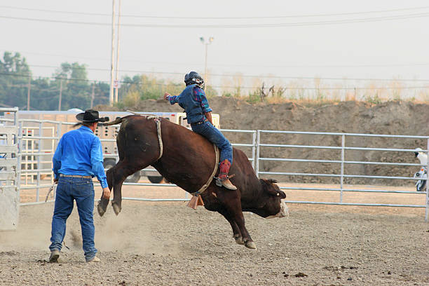 Bull Rider stock photo