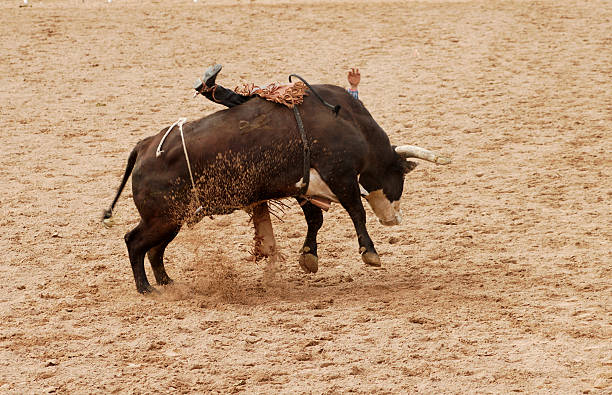 Wild West Rodeo Cowboy Riding A Bucking Black Bull High 