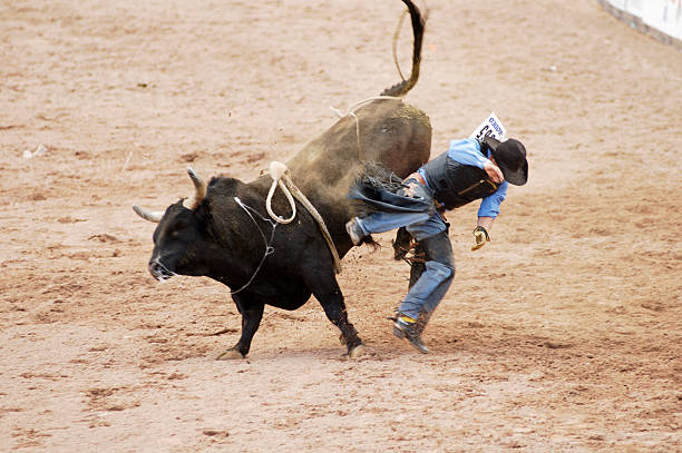 Bucking Bull Stock Photos, Pictures & Royalty-Free Images 