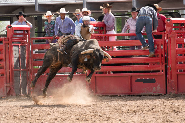 Bull riding out of the gate at the rodeo stock photo