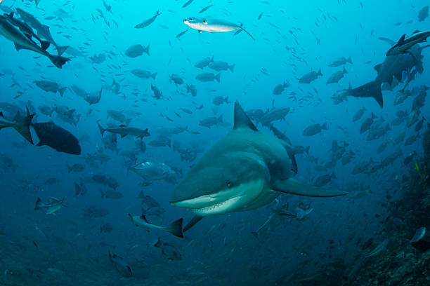 Bull Shark in Blue Water stock photo