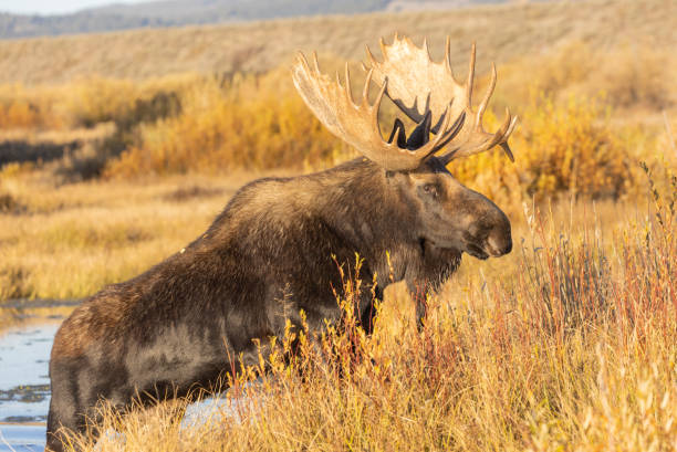 Bull Shiras Moose in Wyoming in Autumn stock photo
