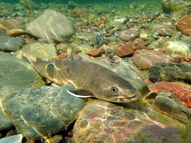 Bull Trout stock photo