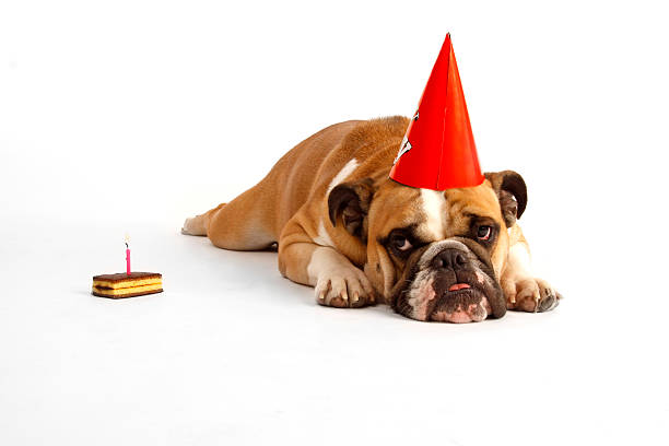 Bulldog birthday stock photo