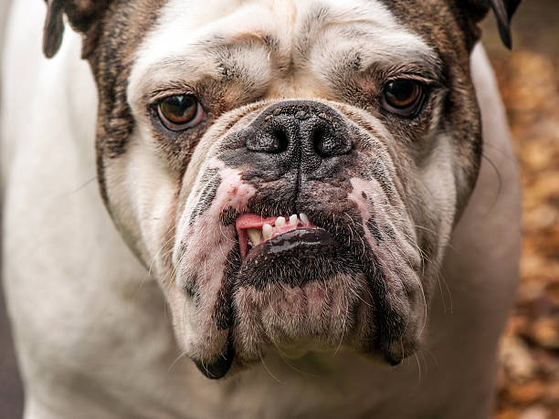 Bulldog Portrait stock photo