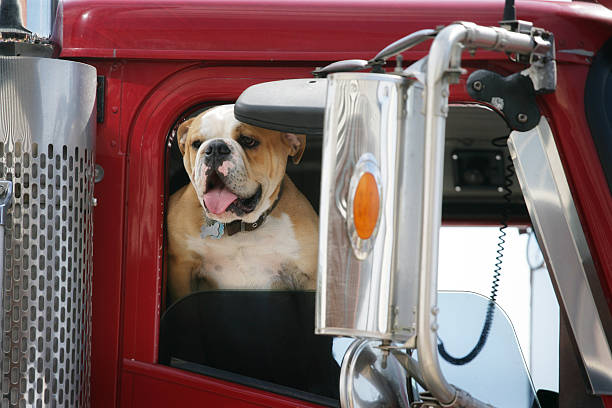 17 Mack Truck Bulldog Stock Photos Pictures Royalty Free Images Istock