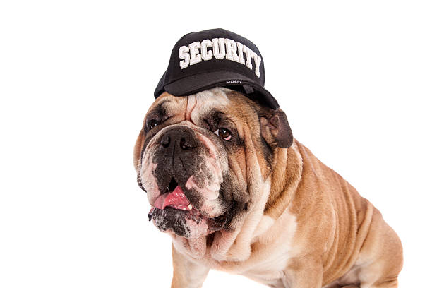 Bulldog Security Guard A gorgeous Australian Bulldog wearing a security cap, isolated on white. guard dog stock pictures, royalty-free photos & images