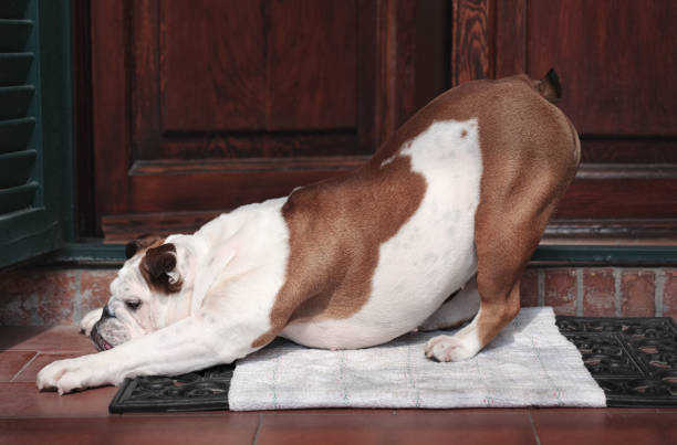 bulldog stretches a yoga pose at the doorstep stock photo