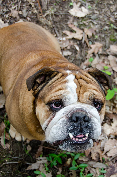 Best Bulldog Underbite Stock Photos, Pictures & Royalty-Free Images ...