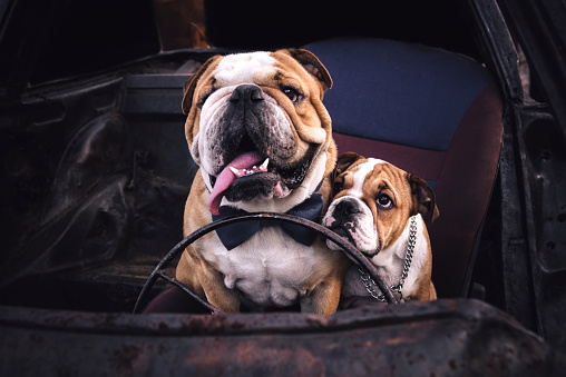 Bulldogs In The Car Stock Photo Download Image Now iStock
