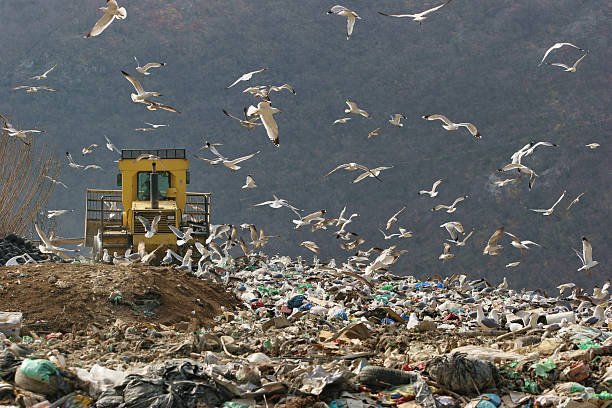 Bulldozer at work in a dump...seaguls around him stock photo