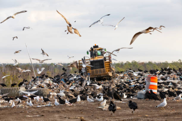 Bulldozer pushes trash at the landfill with birds waiting for food stock photo