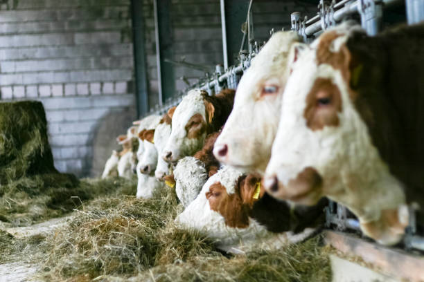 Bulls in an outdoor barn stock photo