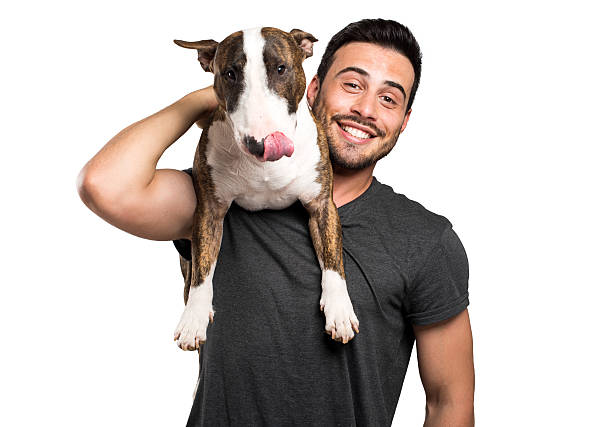 Bull-terrier and his owner stock photo
