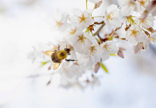 Bumble Bee on a Yoshino Cherry Tree stock photo