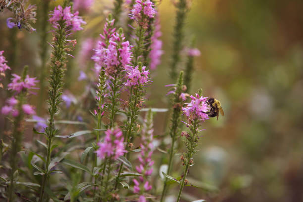 Bumble Bee on Pink Salvia stock photo