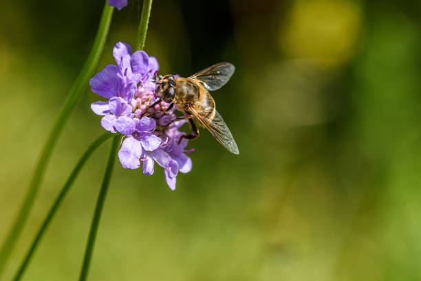 Bumble bee on purple scabiosa blossom stock photo