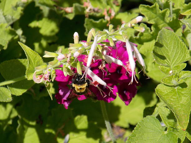 Bumblebee Climbs Up Hot Pink Flower stock photo